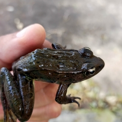 Lithobates forreri