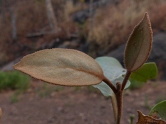 Scurrula parasitica