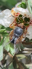 Calliphora dubia
