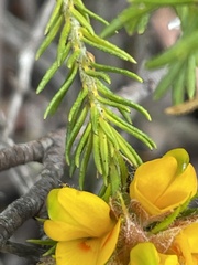 Phyllota grandiflora