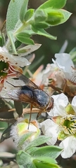 Calliphora dubia