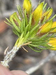 Phyllota grandiflora