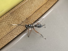 Glabridorsum stokesii