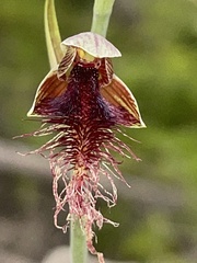 Calochilus gracillimus