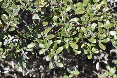 Arctostaphylos montereyensis