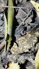 Occidozyga martensii