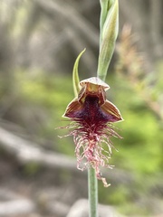 Calochilus gracillimus