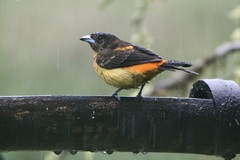 Ramphocelus flammigerus flammigerus