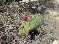 Opuntia gilvescens
