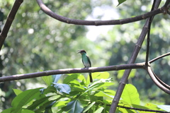Merops viridis