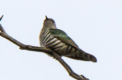 Chrysococcyx lucidus