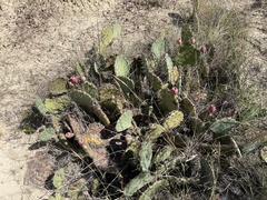 Opuntia gilvescens