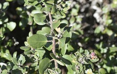 Arctostaphylos montereyensis