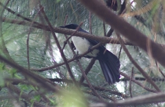 Melanotis hypoleucus