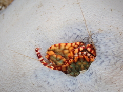 Allopetrolisthes spinifrons