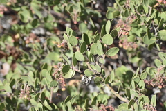 Arctostaphylos montereyensis