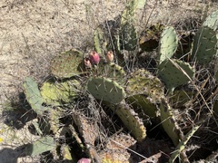 Opuntia gilvescens