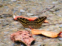 Lexias pardalis dirteana