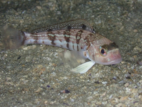 Pacific sandperch (Prolatilus jugularis) — Pinguipedidae — 4