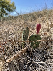 Opuntia gilvescens
