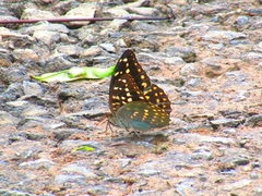 Lexias pardalis dirteana