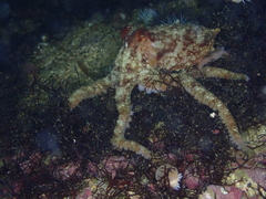 Octopus mimus