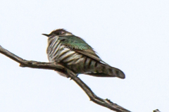 Chrysococcyx lucidus