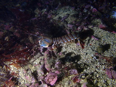 Pseudosquillopsis lessonii