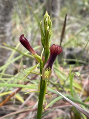 Cryptostylis hunteriana