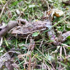 Lithobates forreri