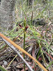 Cryptostylis hunteriana