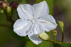 Jacquemontia curtissii