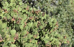 Arctostaphylos montereyensis