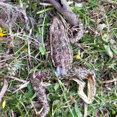 Lithobates forreri
