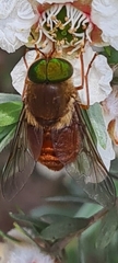 Scaptia