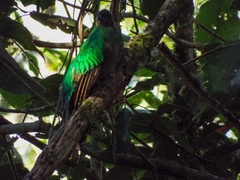 Pharomachrus mocinno