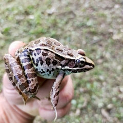 Lithobates forreri