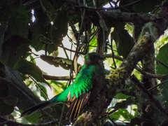 Pharomachrus mocinno