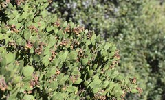 Arctostaphylos montereyensis