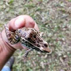 Lithobates forreri
