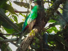 Pharomachrus mocinno