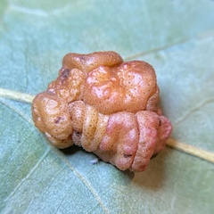 Andricus nigricens