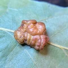 Andricus nigricens