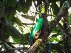 Pharomachrus mocinno