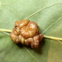 Andricus nigricens