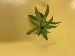 Leucopogon fasciculatus