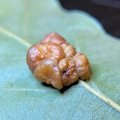 Andricus nigricens