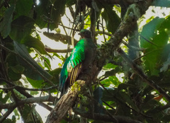 Pharomachrus mocinno