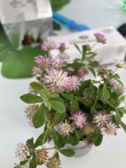 Trifolium resupinatum