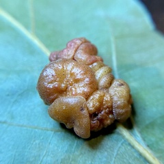Andricus nigricens